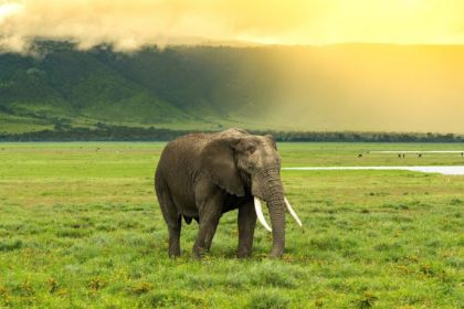 Out of Africa Premium Kenya Safari